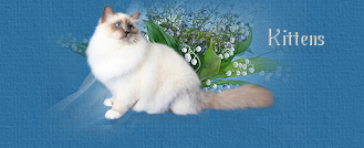 Kittens