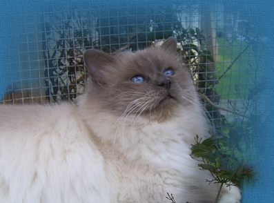 Double Grand Champion Sharada Shadeso Blue ( Australia) 