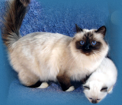 Ch Silverthorne Dream Angel 