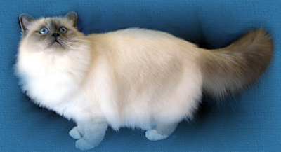 Double Grand Champion Florencia J'Adore Felicity