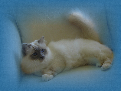 Gold Double Grand Champion Florencia L'Amor Lille