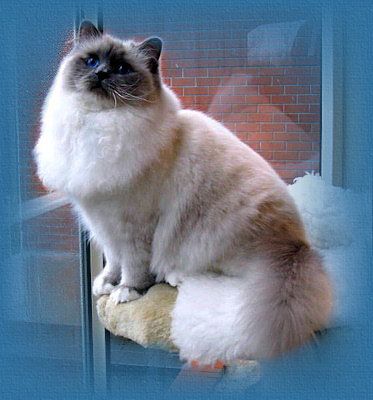 Gold Double Grand Champion Moonson Lady Sapphire