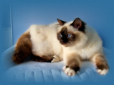 Ch Silverthorne Chocolato J'Adore 