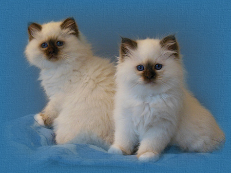 Florencia Lady Tuscany 