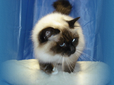 Champion Amoenta Queen Bee