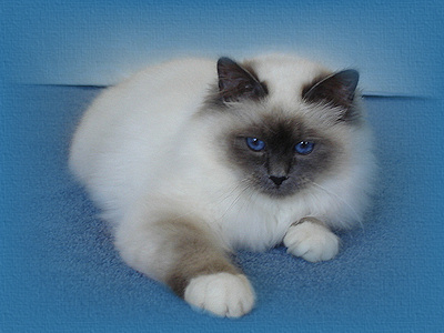 Champion Dejavu Name in Lights (Eliza)