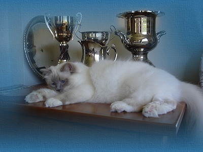 Gold Double Grand Champion Florencia L'Amor Lille