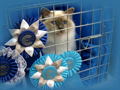 Champion Florencia Lord Fletcher 