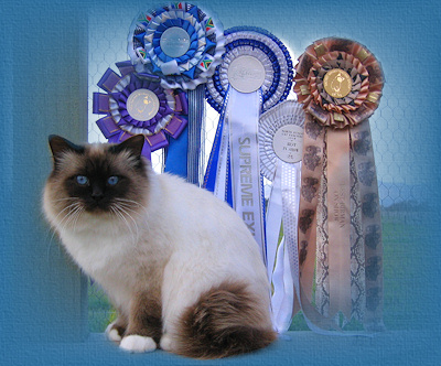Australian and New Zealand Gold Double Grand Champion Sharada Puss in Boots